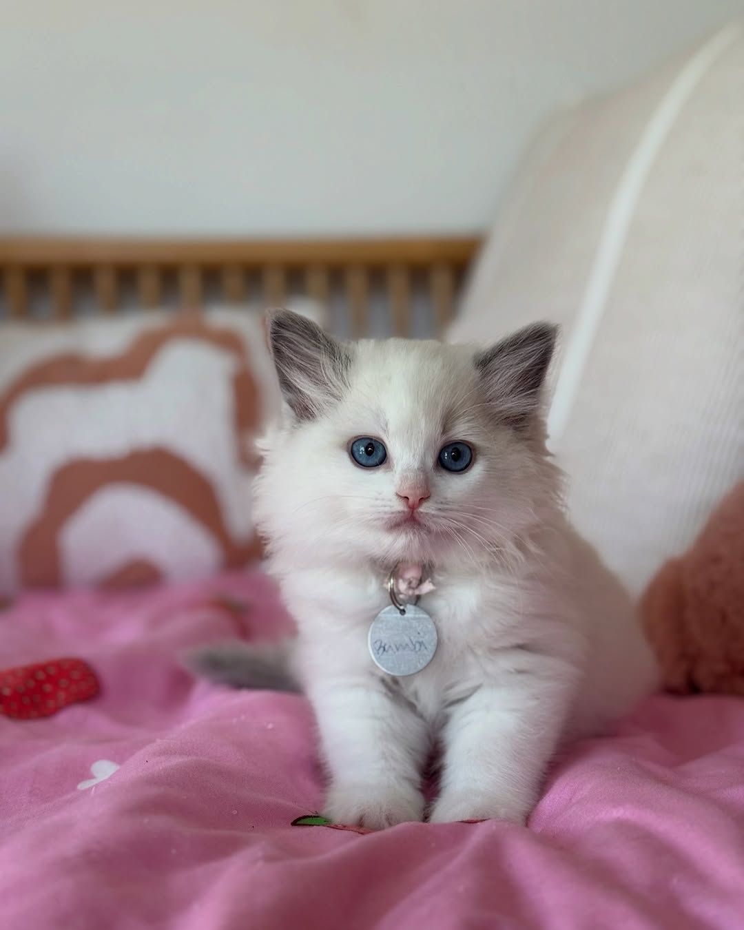 Bambi-Fluffy-Hearts-Ragdoll-Kitten