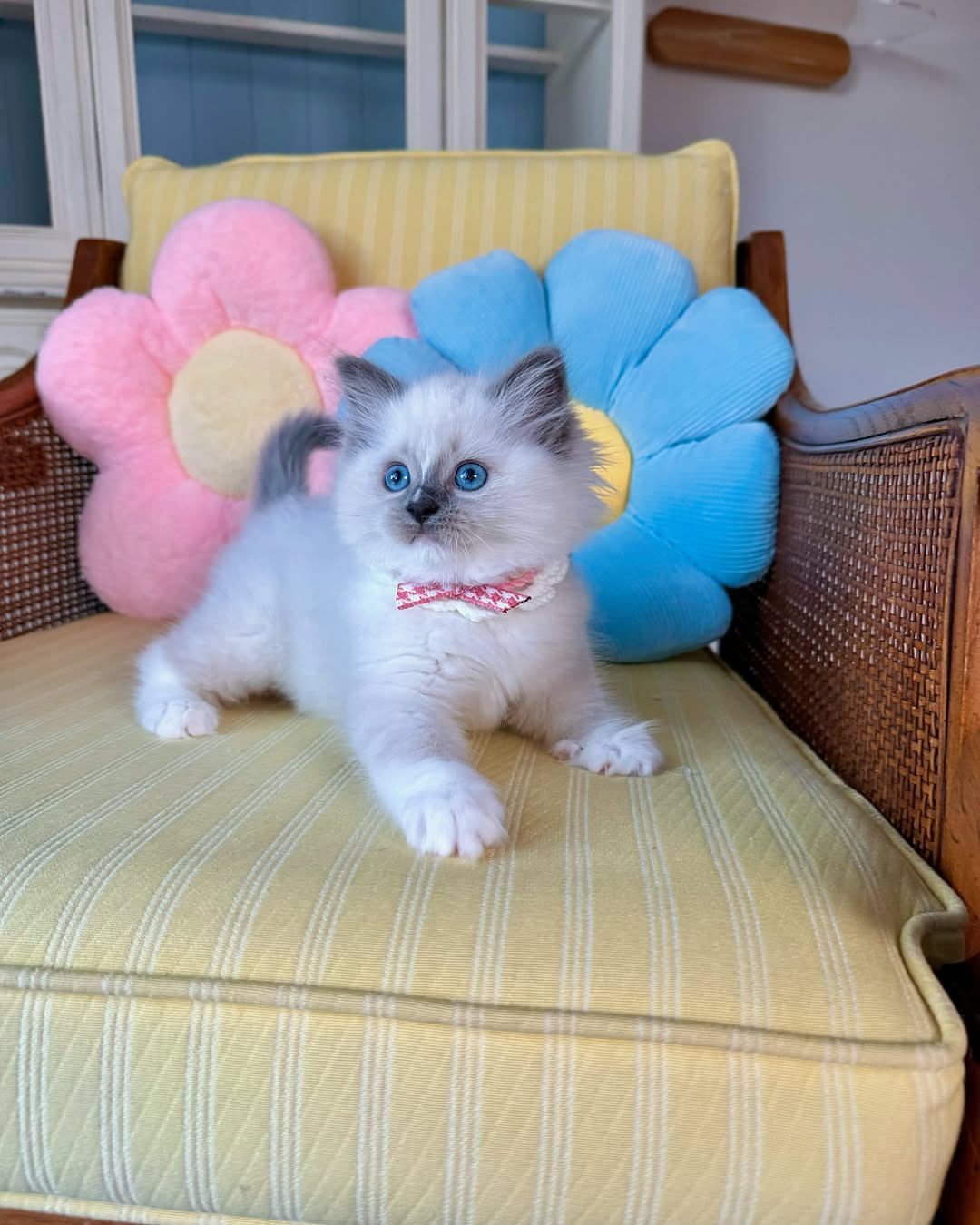 Angel-Fluffy-Hearts-Ragdoll-Kitten