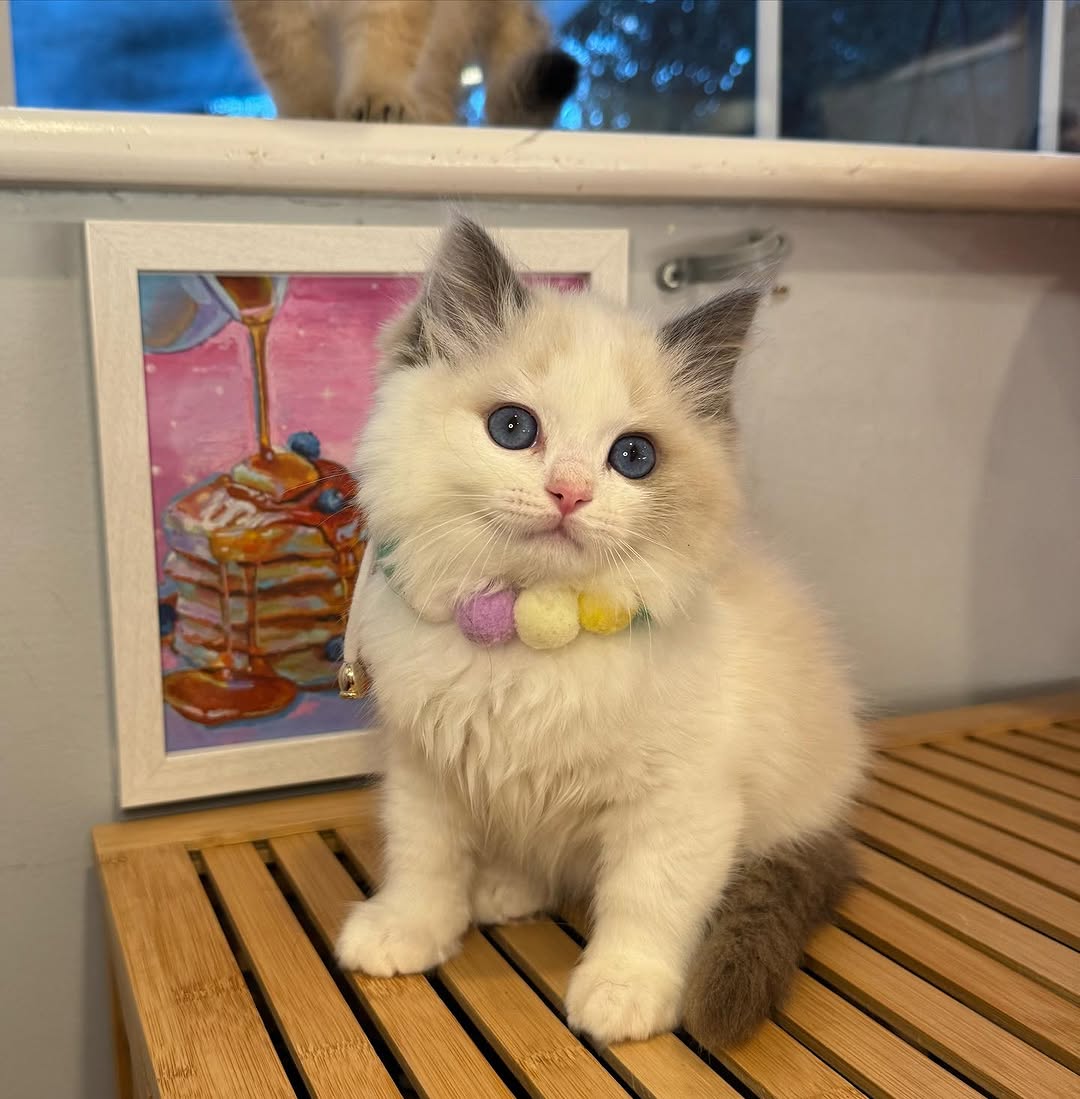 Fluffy-Fluffy-Hearts-Ragdoll-Kitten