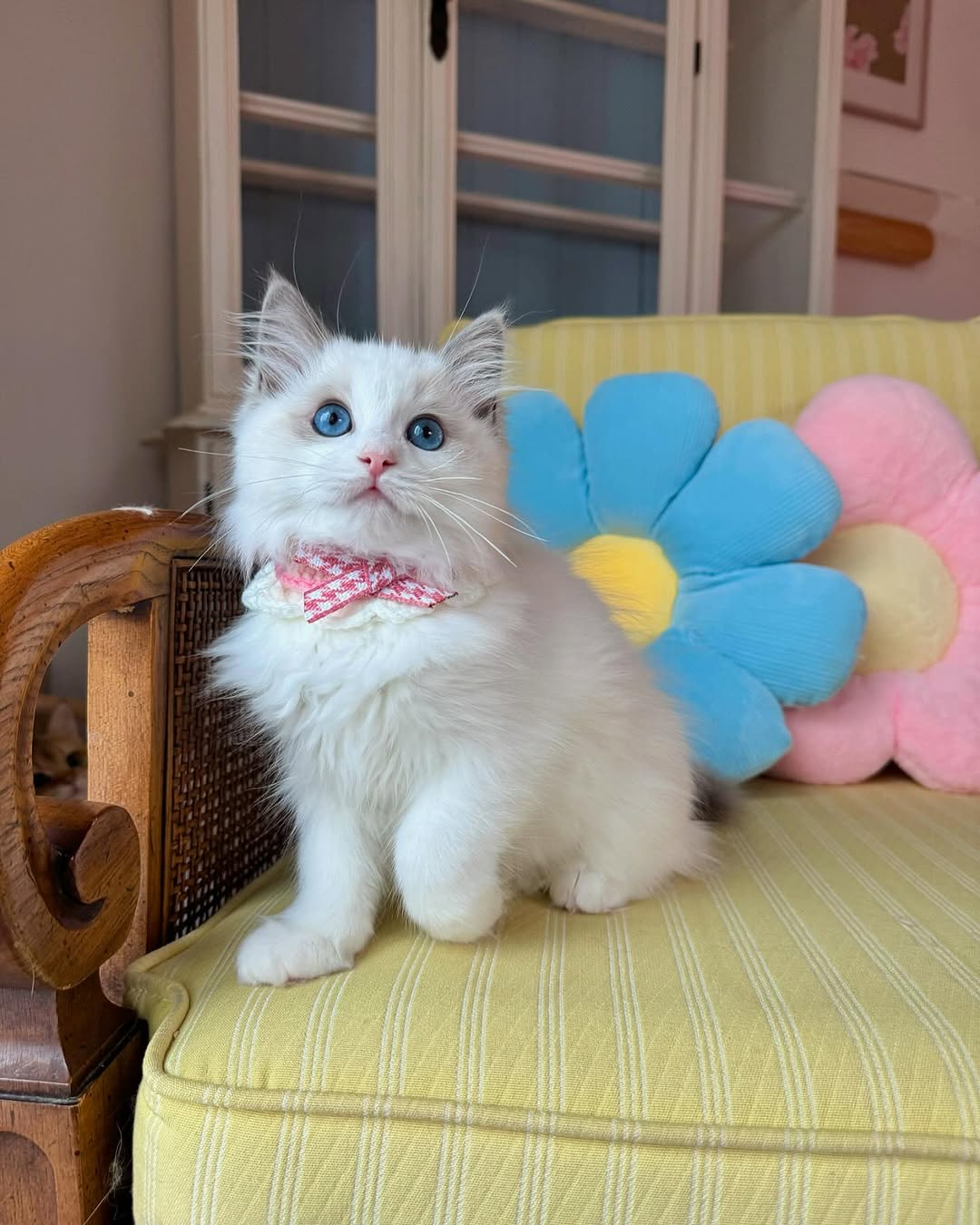 Misty-Fluffy-Hearts-Ragdoll-Kitten