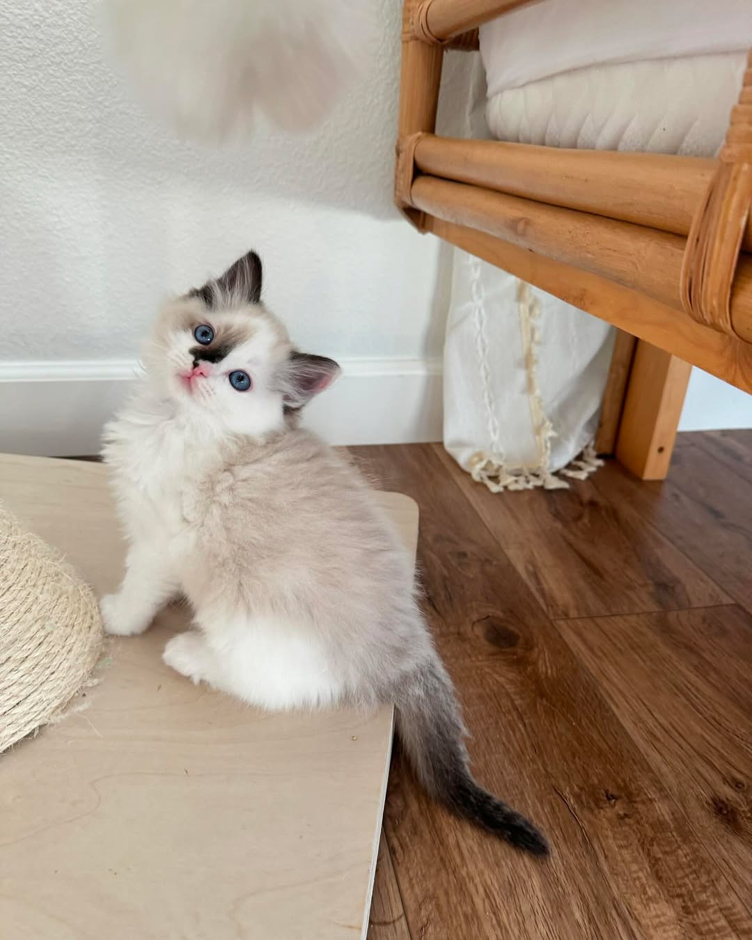 Luna-Fluffy-Hearts-Ragdoll-Kitten