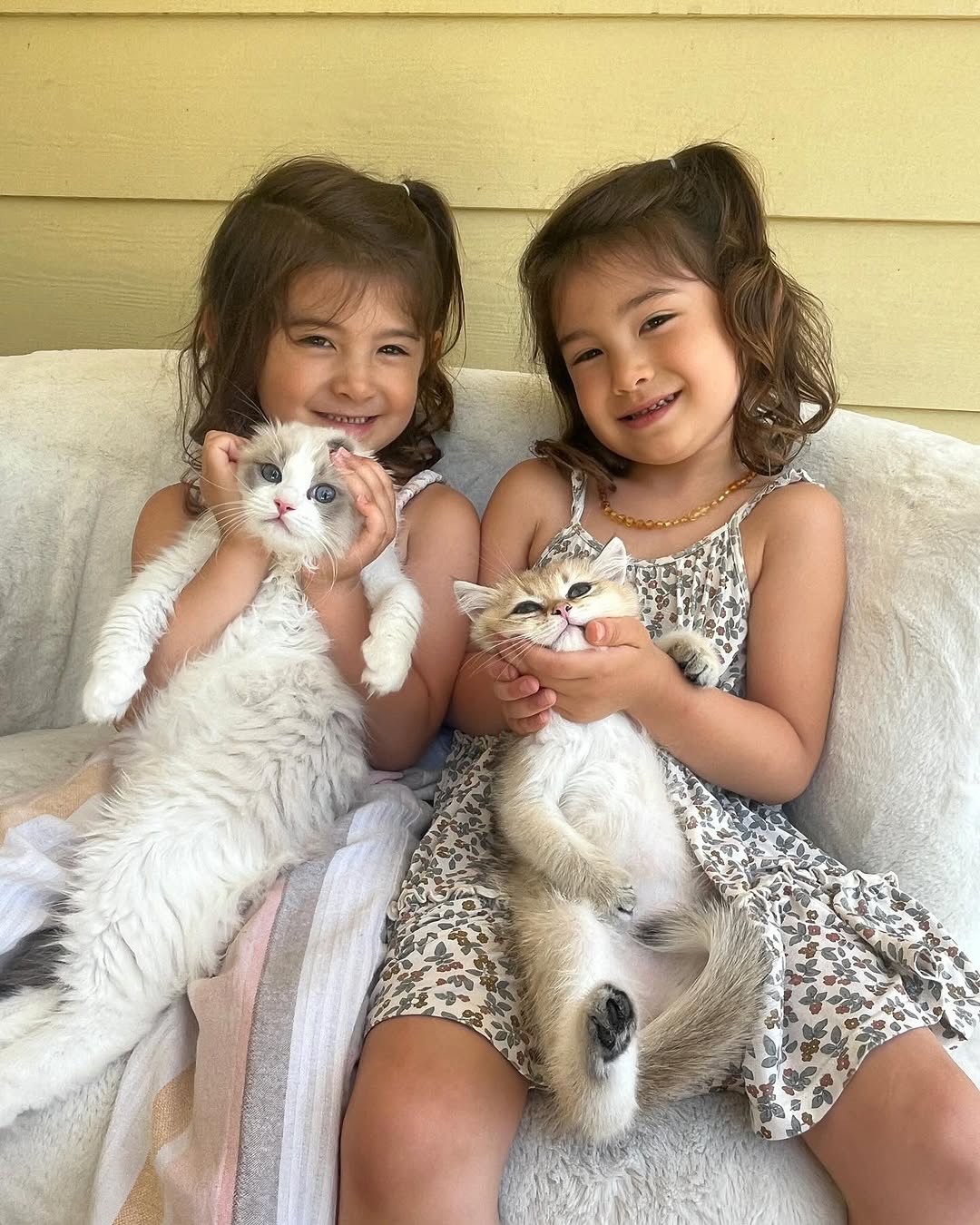 Fluffy Hearts Ragdolls img2