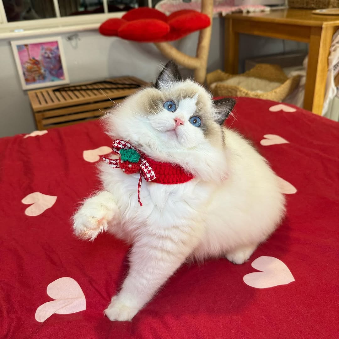 Pearl-Fluffy-Hearts-Ragdoll-Kitten