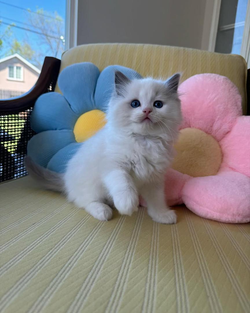 Nina-Fluffy-Hearts-Ragdoll-Kitten