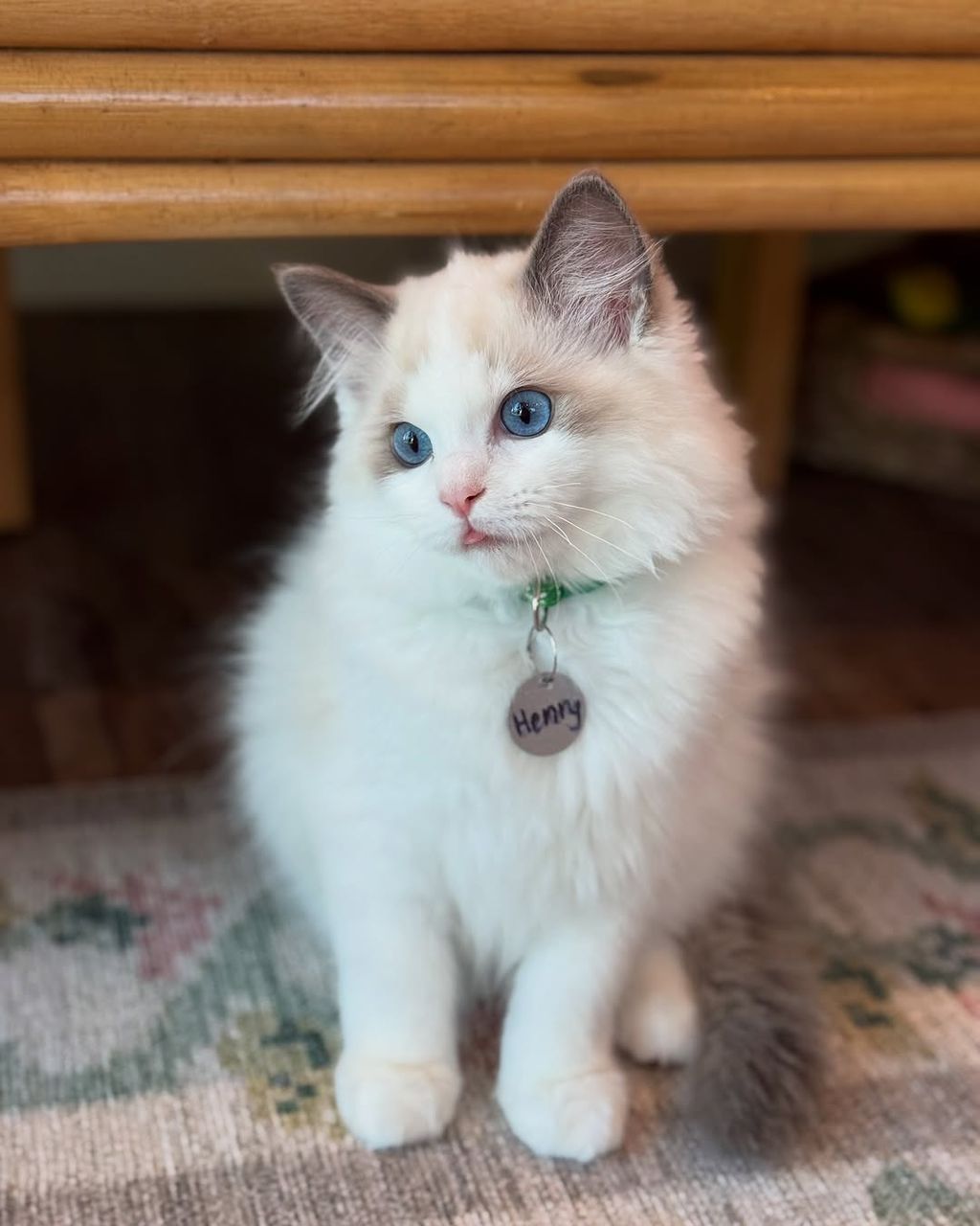 Henry-fluffy hearts ragdolls